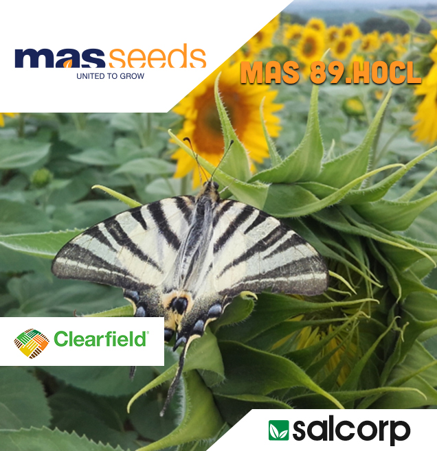 LIDEA ES OASIS CLP
